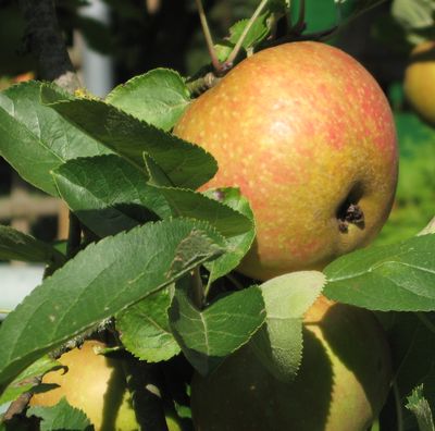 Ein Bild aus dem Garten