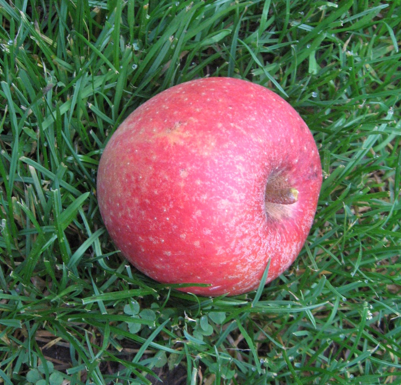 Ein Bild aus dem Garten