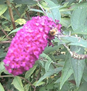 Ein Bild aus dem Garten