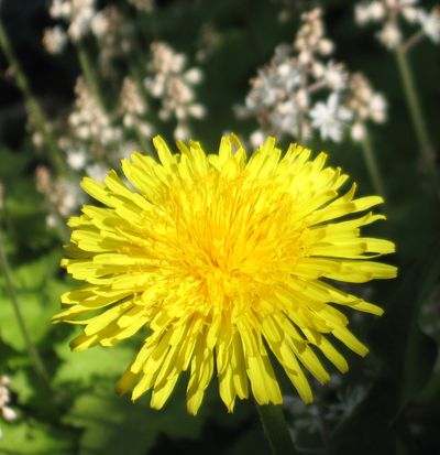 Ein Bild aus dem Garten