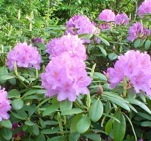 Ein Bild aus dem Garten