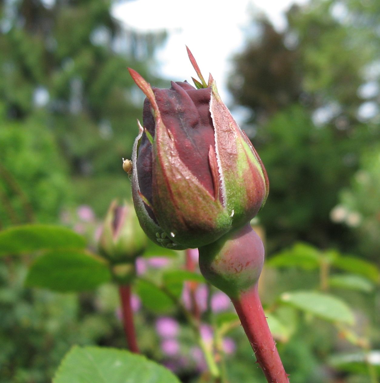 Ein Bild aus dem Garten