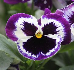 Ein Bild aus dem Garten